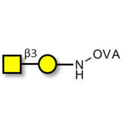 Gb4 Globoside terminal grafted on OVA