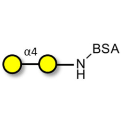 α1-4 galactobiose grafted on BSA
