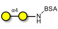 α1-4 galactobiose grafted...