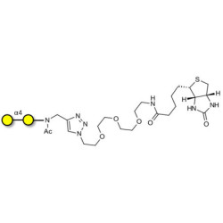 α1-4 galactobiose linked to biotin (Linker-BT A)