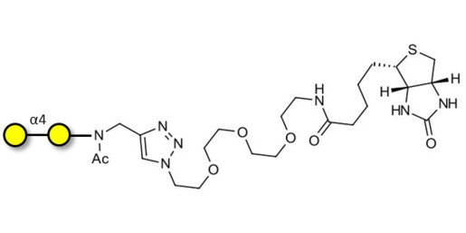 α1-4 galactobiose linked to biotin (Linker-BT A)