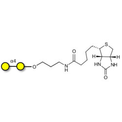 α1-4 galactobiose linked to biotin (Linker-BT B)