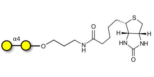 α1-4 galactobiose linked to biotin (Linker-BT B)