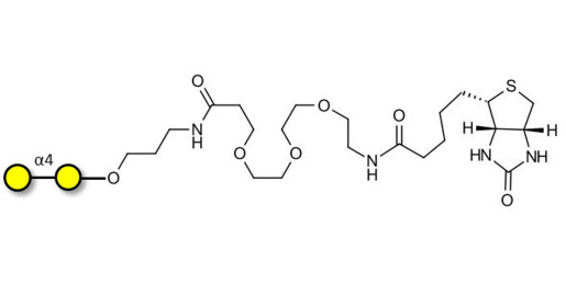 α1-4 galactobiose linked to biotin (Linker-BT C)