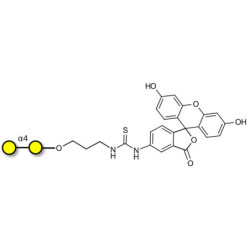 α1-4 galactobiose linked to fluorescein (Linker-FLUO A)