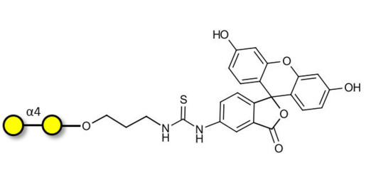 α1-4 galactobiose linked to fluorescein (Linker-FLUO A)
