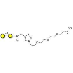 α1-4 galactobiose grafted on gel for affinity chromatography (Linker-GEL A)