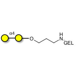 α1-4 galactobiose grafted on gel for affinity chromatography (Linker-GEL B)