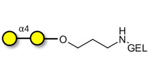 α1-4 galactobiose grafted on gel for affinity chromatography (Linker-GEL B)