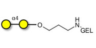 α1-4 galactobiose grafted...