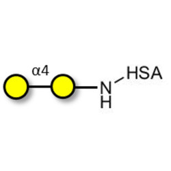 α1-4 galactobiose grafted on HSA