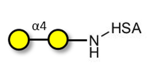 α1-4 galactobiose grafted on HSA