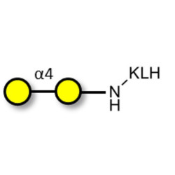α1-4 galactobiose grafted on KLH