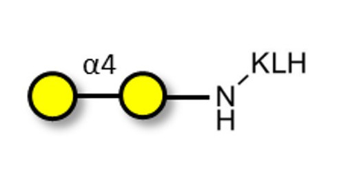 α1-4 galactobiose grafted on KLH