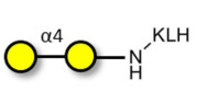 α1-4 galactobiose grafted...