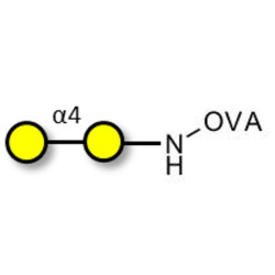 α1-4 galactobiose grafted on OVA
