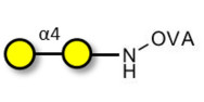 α1-4 galactobiose grafted...
