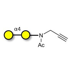α1-4 galactobiose with terminal alkyne (Linker-CΞCH A)