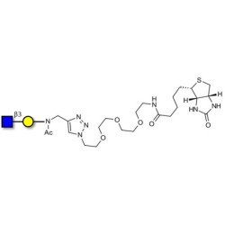 GlcNAcβ1-3Gal linked to biotin (Linker-BT A)