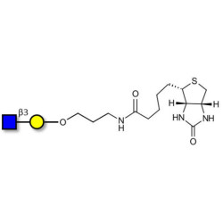 GlcNAcβ1-3Gal linked to biotin (Linker-BT B)