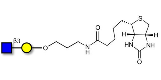 GlcNAcβ1-3Gal linked to biotin (Linker-BT B)