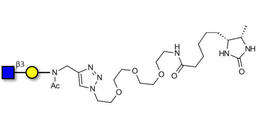 GlcNAcβ1-3Gal linked to desthiobiotin (Linker-DBT-A)