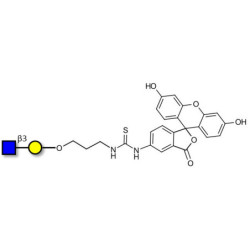 GlcNAcβ1-3Gal linked to fluorescein (Linker-FLUO A)