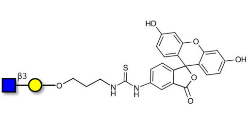 GlcNAcβ1-3Gal linked to fluorescein (Linker-FLUO A)