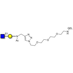 GlcNAcβ1-3Gal grafted on gel for affinity chromatography (Linker-GEL A)
