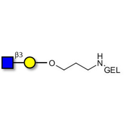 GlcNAcβ1-3Gal grafted on gel for affinity chromatography (Linker-GEL B)