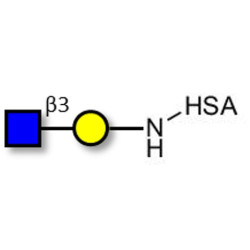GlcNAcβ1-3Gal grafted on HSA