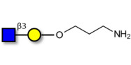 GlcNAcβ1-3Gal with free...