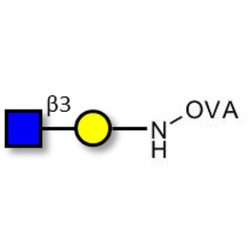 GlcNAcβ1-3Gal grafted on OVA