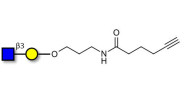 GlcNAcβ1-3Gal with terminal...