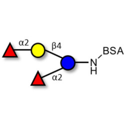 2',2-Difucosyllactose grafted on BSA