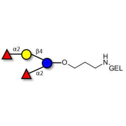 2',2-Difucosyllactose grafted on gel for affinity chromatography (Linker-GEL B)
