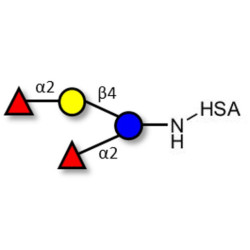 2',2-Difucosyllactose grafted on HSA