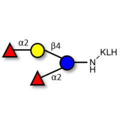 2',2-Difucosyllactose grafted on KLH