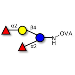 2',2-Difucosyllactose grafted on OVA