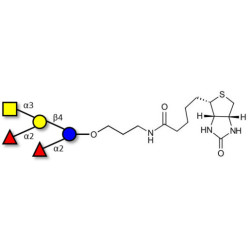Fucosyl A antigen pentaose type 6 linked to biotin (Linker-BT B)