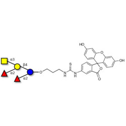 Fucosyl A antigen pentaose type 6 linked to fluorescein (Linker-FLUO A)