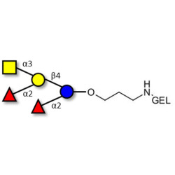 Fucosyl A antigen pentaose type 6 grafted on gel for affinity chromatography (Linker-GEL B)