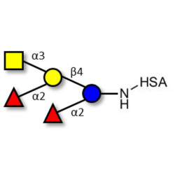 Fucosyl A antigen pentaose type 6 grafted on HSA