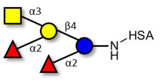 Fucosyl A antigen pentaose type 6 grafted on HSA