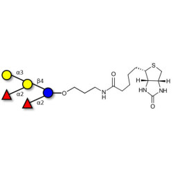 Fucosyl B antigen pentaose type 6 linked to biotin (Linker-BT B)