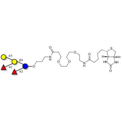Fucosyl B antigen pentaose type 6 linked to biotin (Linker-BT C)