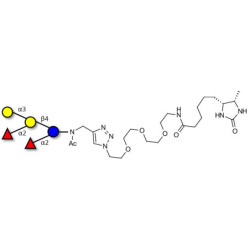 Fucosyl B antigen pentaose type 6 linked to desthiobiotin (Linker-DBT-A)