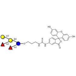 Fucosyl B antigen pentaose type 6 linked to fluorescein (Linker-FLUO A)