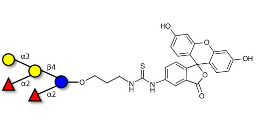 Fucosyl B antigen pentaose type 6 linked to fluorescein (Linker-FLUO A)