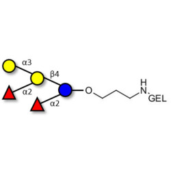 Fucosyl B antigen pentaose type 6 grafted on gel for affinity chromatography (Linker-GEL B)